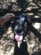 Great Dane Puppies for sale in Marana, AZ, USA. price: $400