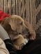 Great Dane Puppies for sale in Cassopolis, MI 49031, USA. price: NA