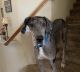 Great Dane Puppies for sale in Manteca, CA, USA. price: NA