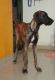Great Dane Puppies for sale in Madipakkam, Chennai, Tamil Nadu, India. price: 35000 INR