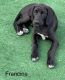 Great Dane Puppies for sale in Western Massachusetts, MA, USA. price: $800