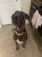 Great Dane Puppies for sale in Goldsboro, NC 27530, USA. price: NA