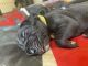 Great Dane Puppies for sale in Eagle Mountain, Fort Worth, TX 76179, USA. price: $800