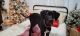 Great Dane Puppies for sale in Mooresville, IN, USA. price: $600