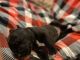 Great Dane Puppies for sale in Aldie, VA 20105, USA. price: $1,500