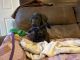 Great Dane Puppies for sale in Gilbertown, AL 36908, USA. price: NA