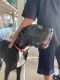 Great Dane Puppies for sale in Lockney, TX 79241, USA. price: NA