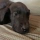 Great Dane Puppies for sale in Amston, CT 06231, USA. price: NA
