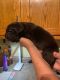 Great Dane Puppies for sale in Tulsa, OK, USA. price: $400