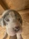 Great Dane Puppies for sale in McFarland, CA 93250, USA. price: NA
