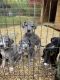 Great Dane Puppies for sale in Yelm, WA, USA. price: $1,000