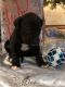 Great Dane Puppies for sale in Avilla, IN 46710, USA. price: NA