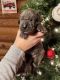 Great Dane Puppies for sale in Charlotte, NC, USA. price: NA