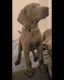 Great Dane Puppies for sale in Yuma, AZ, USA. price: NA