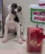 Great Dane Puppies for sale in Iuka, IL 62849, USA. price: $2,000