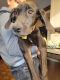 Great Dane Puppies for sale in Plano, TX, USA. price: $400