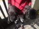 Great Dane Puppies for sale in Hosur, Tamil Nadu, India. price: 35000 INR