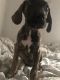 Great Dane Puppies for sale in South Salt Lake, UT, USA. price: NA