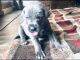 Great Dane Puppies for sale in Utah County, UT, USA. price: NA