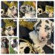 Great Dane Puppies for sale in Grove City, OH, USA. price: NA