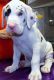 Great Dane Puppies for sale in Cleveland, OH, USA. price: NA