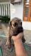 Great Dane Puppies for sale in Valanchery, Kerala 676552, India. price: 20000 INR