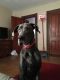 Great Dane Puppies for sale in Omaha, NE, USA. price: $340
