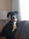 Great Dane Puppies for sale in Black River Falls, WI 54615, USA. price: NA