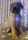 Great Dane Puppies for sale in Riverside, CA 92504, USA. price: NA