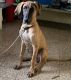Great Dane Puppies for sale in Anand, Gujarat, India. price: 28000 INR