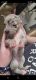 Great Dane Puppies for sale in Pekin, IL, USA. price: $600