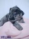 Great Dane Puppies for sale in Flint, MI 48506, USA. price: $800