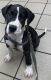 Great Dane Puppies for sale in Lake Mary, FL 32746, USA. price: $2,000