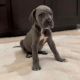 Great Dane Puppies for sale in Valley Home, CA 95361, USA. price: NA