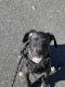 Great Dane Puppies for sale in Indian Land, SC 29707, USA. price: NA