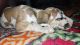 Great Dane Puppies for sale in 444, Narayan Nagar Rd, Hempurwa, Munshigunj, Sitapur, Uttar Pradesh 261001, India. price: 12000 INR