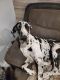 Great Dane Puppies for sale in Hawley, MN 56549, USA. price: NA