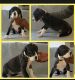Great Dane Puppies for sale in La Plata, MD 20646, USA. price: $1,000