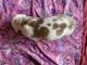 Great Dane Puppies for sale in 2076 Co Rd 230, Clanton, AL 35045, USA. price: $975