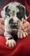 Great Dane Puppies for sale in Stephenville, TX 76401, USA. price: $1,000