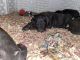 Great Dane Puppies for sale in Lorain, OH, USA. price: NA