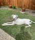 Great Dane Puppies for sale in Flower Mound, TX, USA. price: $500