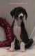 Great Dane Puppies for sale in Iuka, IL 62849, USA. price: $1,000
