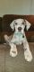 Great Dane Puppies for sale in Cleveland, OK 74020, USA. price: NA