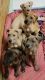 Great Dane Puppies for sale in Mt Clemens, MI 48043, USA. price: NA
