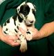Great Dane Puppies for sale in Reno, NV, USA. price: $1,000