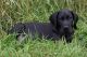 Great Dane Puppies for sale in Quilcene, WA 98376, USA. price: NA