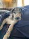 Great Dane Puppies for sale in Lewisburg, WV 24901, USA. price: NA