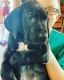 Great Dane Puppies for sale in Lewisburg, WV 24901, USA. price: $1,000