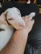 Great Dane Puppies for sale in St. Louis, MO, USA. price: $1,000